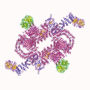 Cell Cycle - mTOR pathway