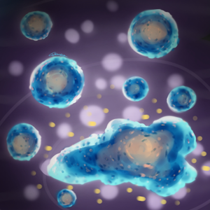 Cell Cycle - Senescence