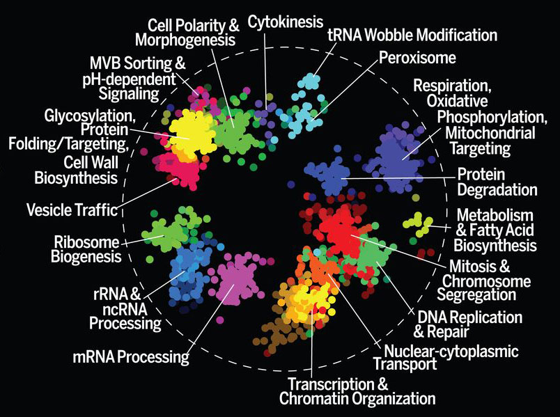 New Dataset of 326,790 Saccharomyces cerevisiae Genetic Interactions