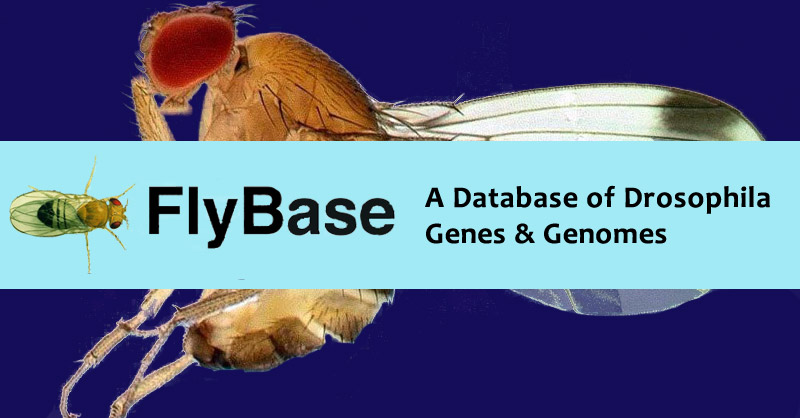 Comprehensive Drosophila melanogaster update from FlyBase includes 4,000+ New Interactions