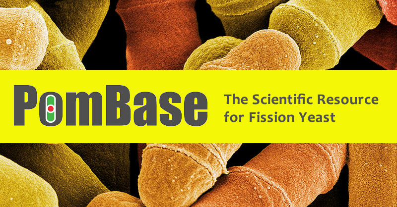 Comprehensive Schizosaccharomyces pombe update from PomBase includes 900+ New Interactions