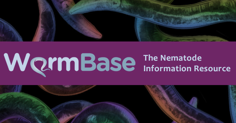Comprehensive Caenorhabditis elegans update from WormBase includes 9,600+ New Interactions